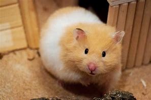 Image result for Big Hamster Breeds