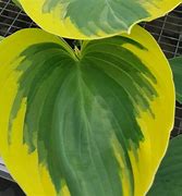 Image result for Hosta Liberty