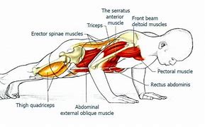 Image result for Back Muscles Push-Up