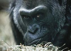 Image result for Colo Gorilla