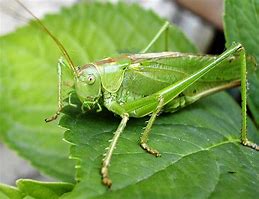 Image result for Cricket Animal