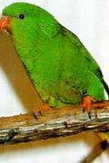 Image result for Charmosyna Loriidae