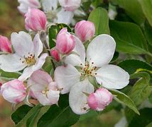 Image result for Apple Fruit Flower