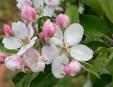 Image result for Apple Blossom Flowers