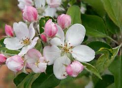 Image result for Dwarf Goodland Apple