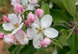Image result for Apple Flowering
