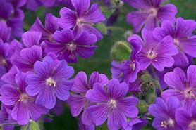 Image result for Purple Things Images