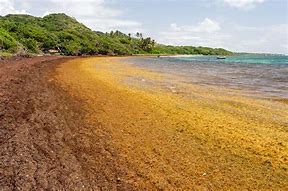 sargassum 的图像结果