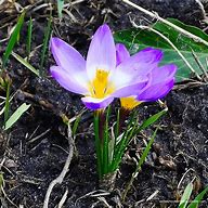 Image result for Flowers That Start with Q