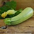 Image result for Grey Zucchini Squash Seeds