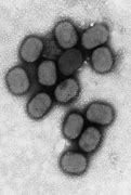 Image result for Molluscum Contagiosum Virus Structure