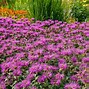 Image result for Monarda fistulosa subsp. menthifolia