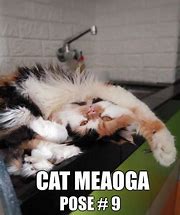 Image result for Persian Cat Room Guardian Meme