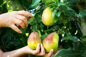 Image result for Pear Harvest