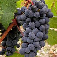 Image result for Chaine d'Or Cabernet Sauvignon