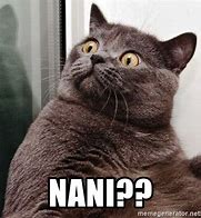 Image result for Nani Cat Meme