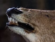 Image result for Deer Jawbone Teeth