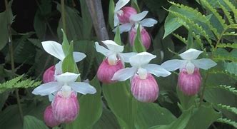 Image result for Cypripedium reginae