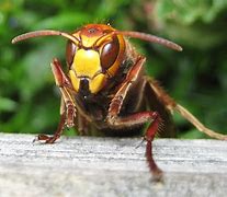 Image result for hornet