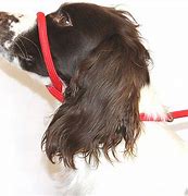 Image result for Dog Head Leash Hook