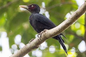 Image result for Mulleripicus funebris