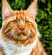 Image result for Very Large Cat