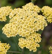 Image result for Achillea brachyphylla