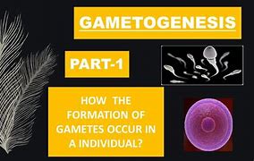 Image result for Gamete Example