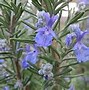 Image result for Rosemary High Guardian Spice