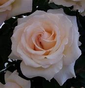 Image result for Rosa Isnt She Pretty