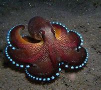 Image result for Weird and Wonderful Sea Creatures