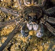 Image result for Bobbejaan Spider