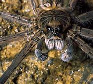 Image result for Birdeater Spider