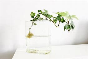 Image result for Vines That Grow in Water