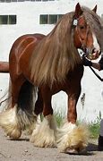 Image result for Gypsy Horse Irish Cob