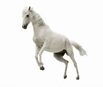 Image result for Horse with No Background