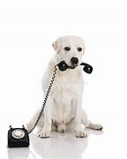 Image result for Puppy On Phone Free Photograph