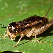 Image result for Japanese Cricket Insect