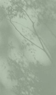 Image result for Sage Aesthetic Wallpaper Plain