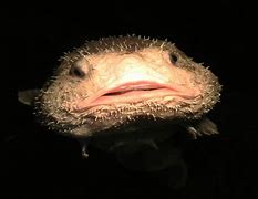 Image result for Ugly Freshwater Fish