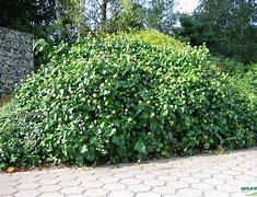 Image result for Hedera helix Arbori Compact