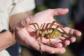 Image result for Giant Cricket Insect