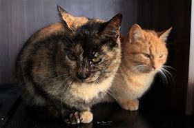 Image result for Sister Cat