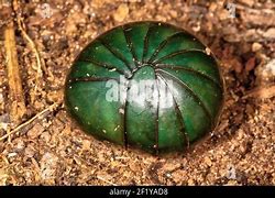 Image result for Giant Pill Bug