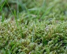 Image result for Dead Moss Lawn