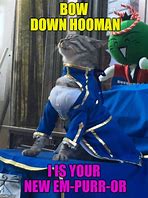 Image result for Hooman Cat Meme