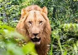 Image result for Man Mauled by Lion On Chinese Zoo