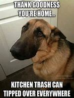 Image result for German Shepherd Pest Memes