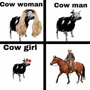 Image result for Highland Cow Meme