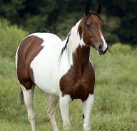 Image result for Horse Screensaver Black White